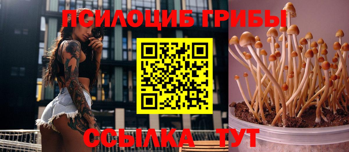 Галлюциногенные грибы Cubensis Курчатов